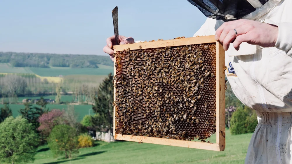 The Bee Hives